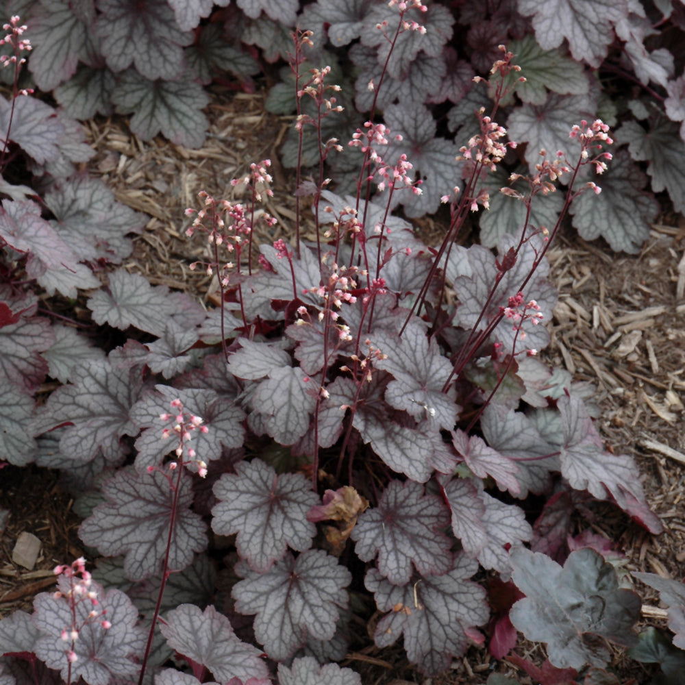 HEUCHERA CARNIVAL ROSE GRANITA