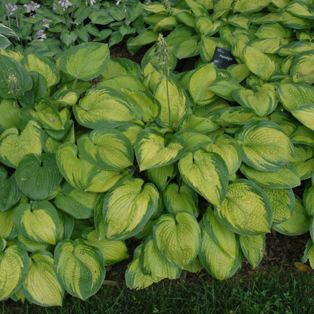 HOSTA PARADIGM