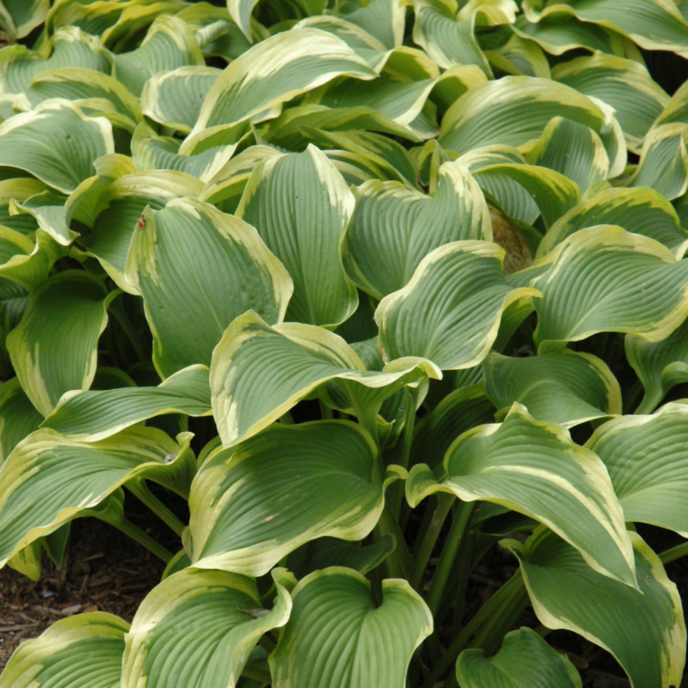 HOSTA ATLANTIS
