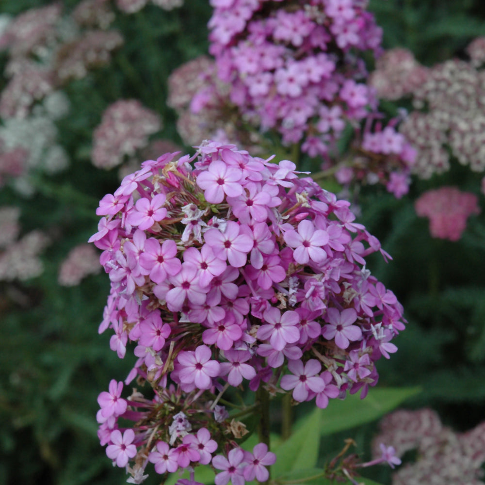 PHLOX JEANA