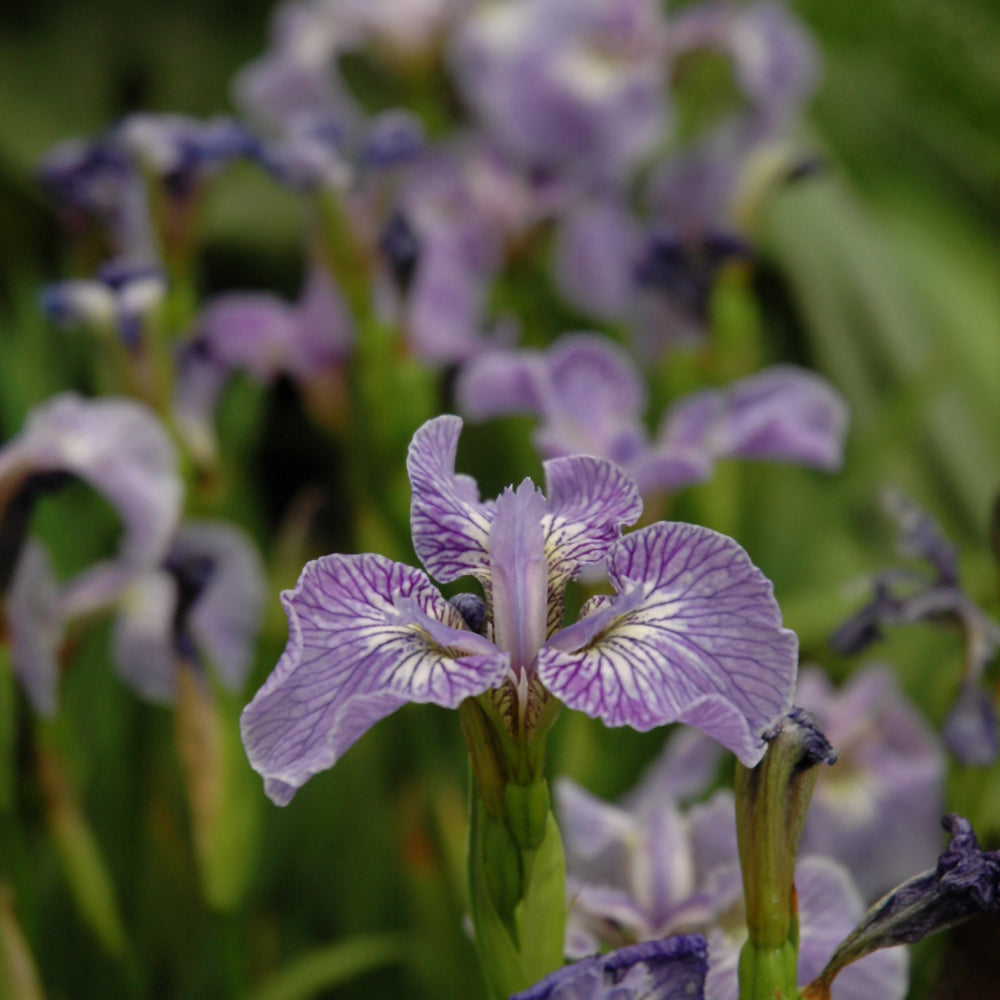IRIS SETOSA ARCTICA