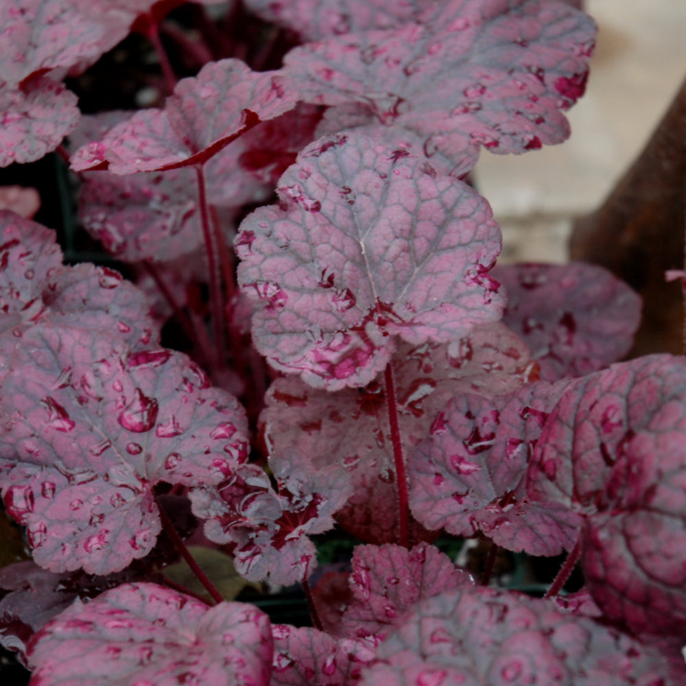 HEUCHERA GRAPE EXPECTATIONS