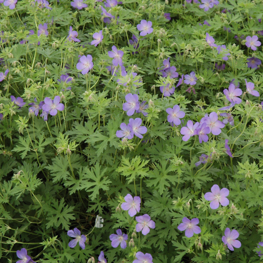GERANIUM JOHNSON'S BLUE