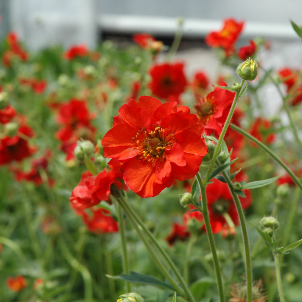 GEUM MRS J. BRADSHAW
