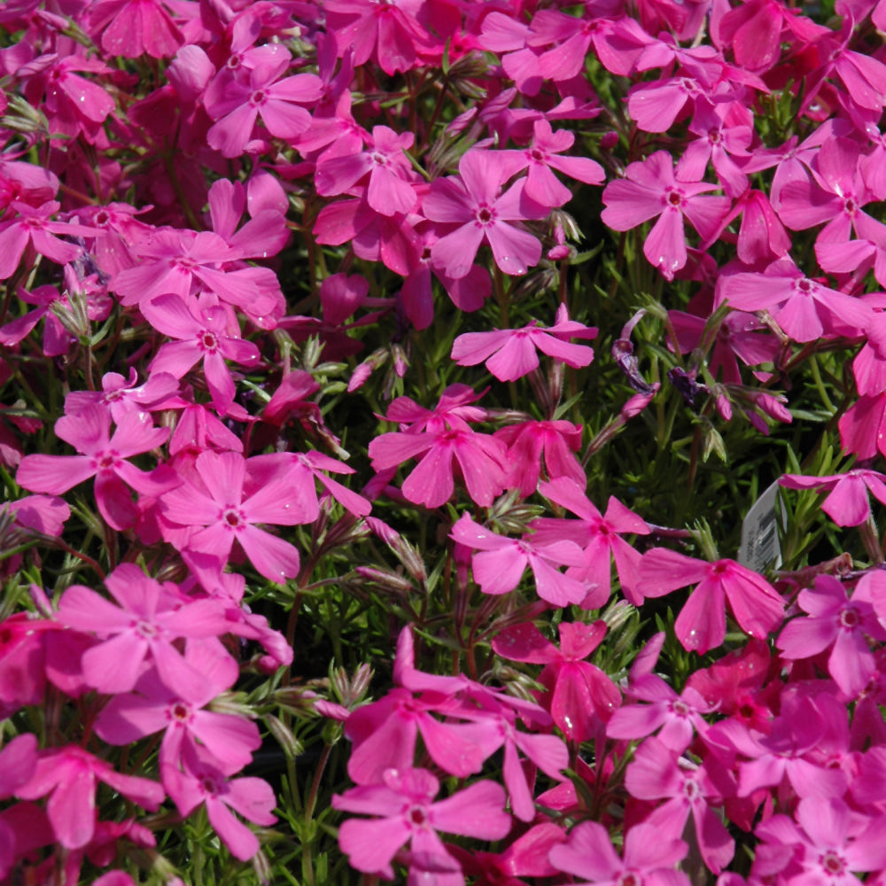 PHLOX DRUMMONDS PINK