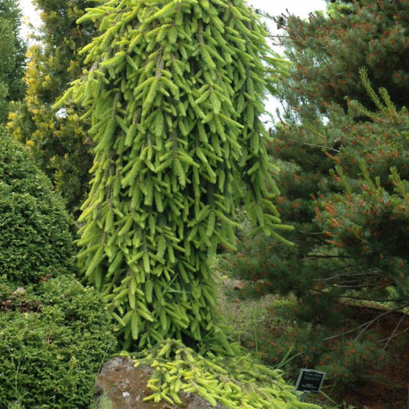 SPRUCE NORWAY GOLD DRIFT