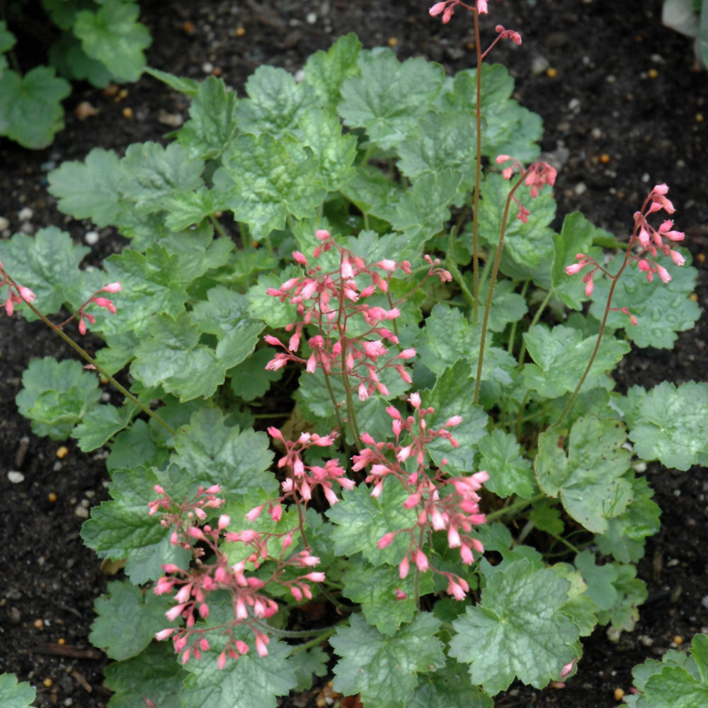 HEUCHERA PEPPERMINT SPICE
