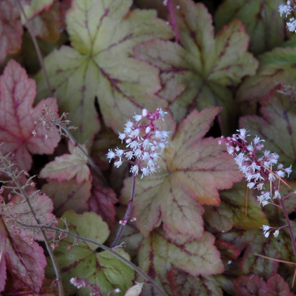 HEUCHERELLA REDSTONE FALLS