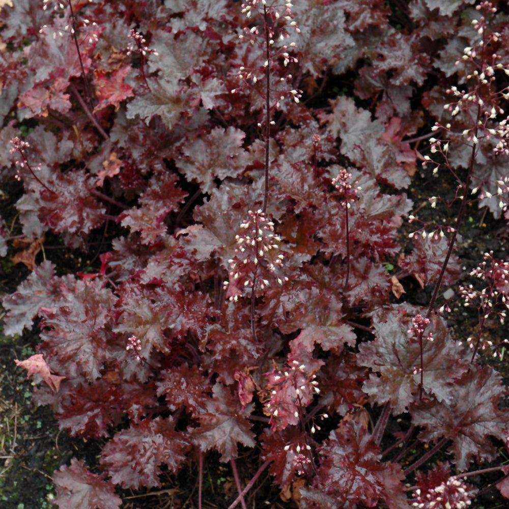 HEUCHERA BLACK TAFFETA