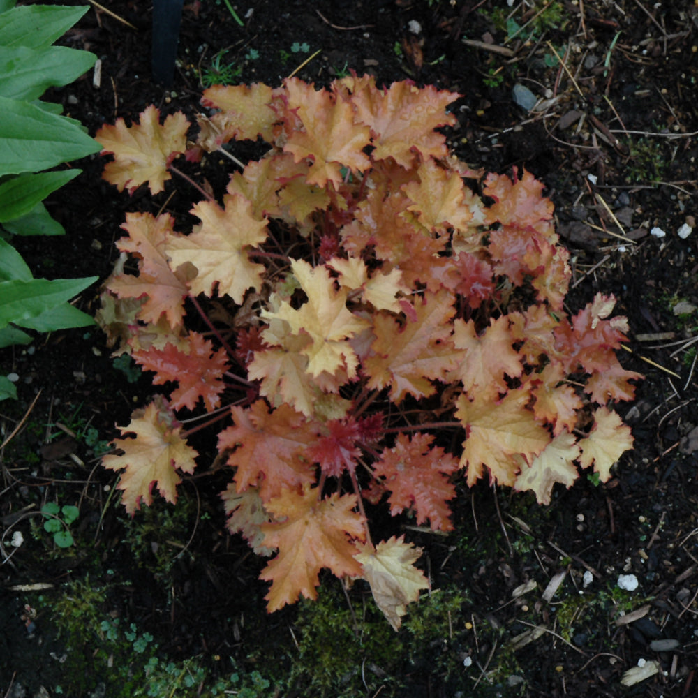 HEUCHERA ZIPPER