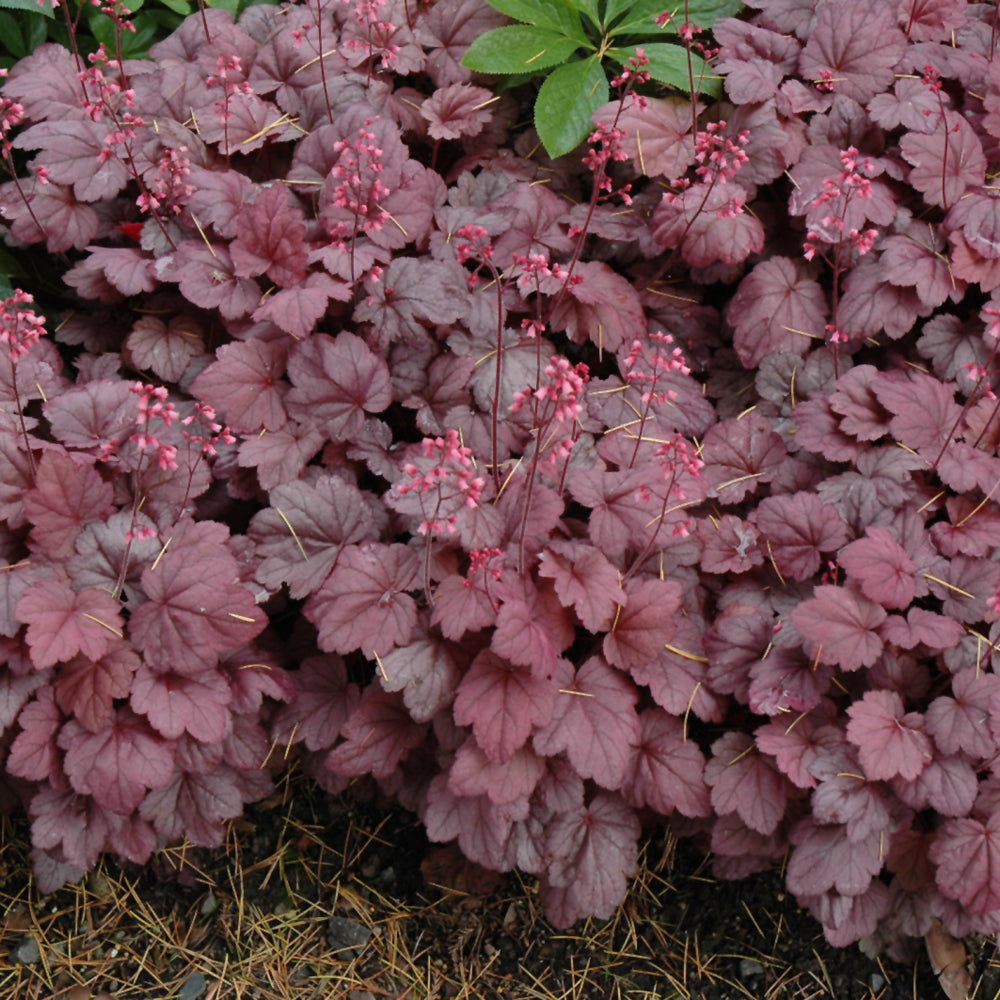 HEUCHERA GRAPE SODA