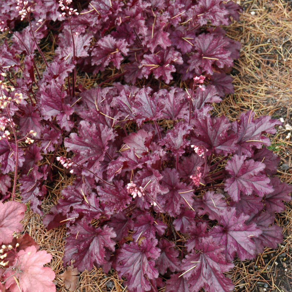 HEUCHERA FOREVER PURPLE