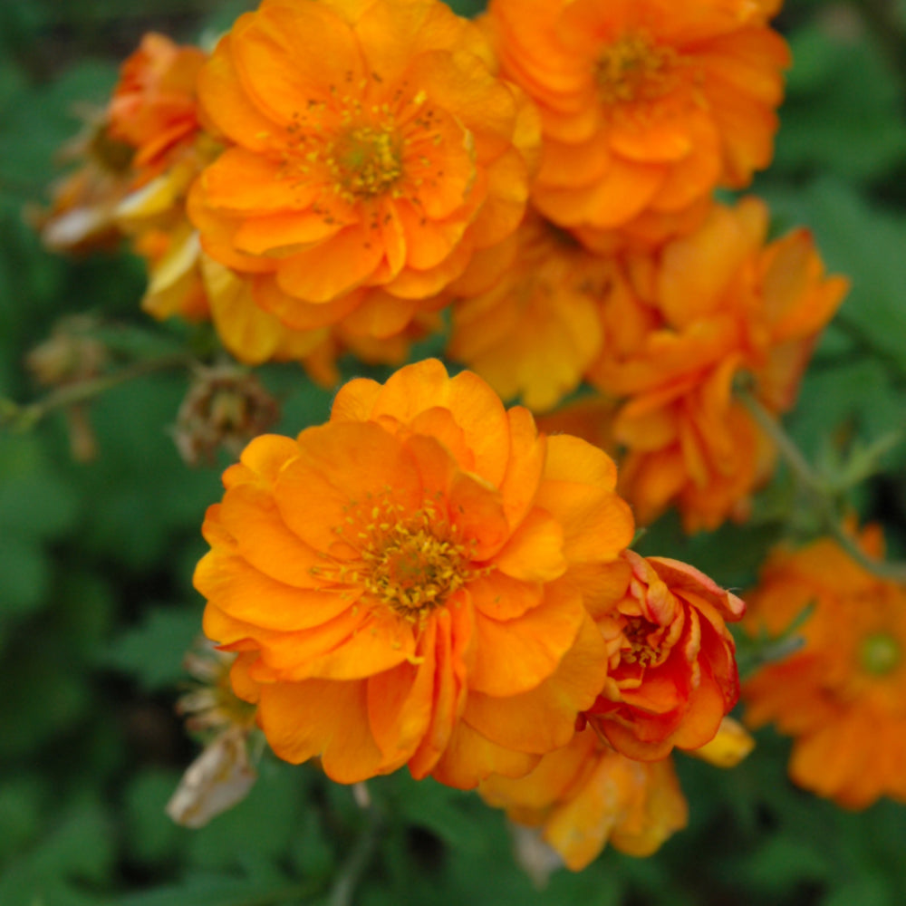 GEUM FIRE STORM