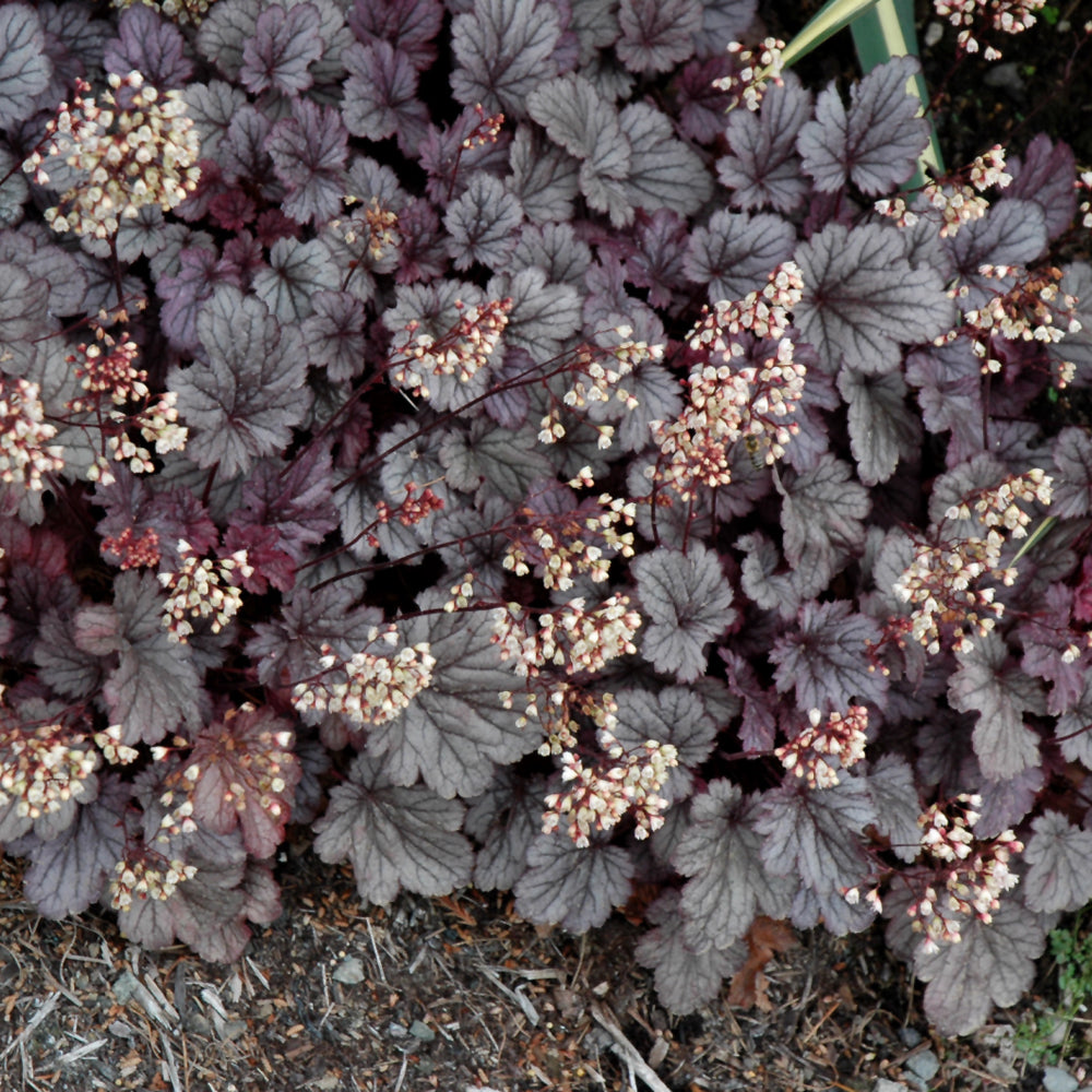 HEUCHERA SHANGHAI