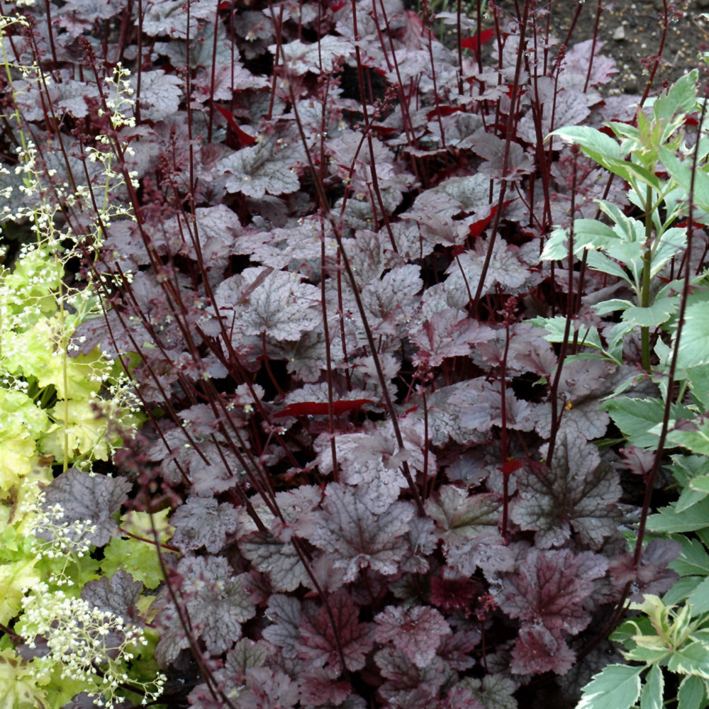 HEUCHERA PLUM PUDDING
