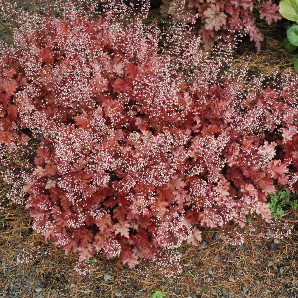 HEUCHERA PEACH CRISP