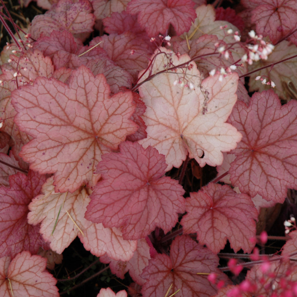 HEUCHERA GEORGIA PEACH