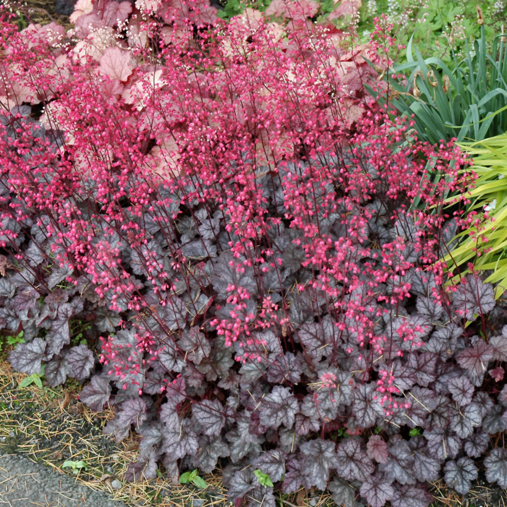 HEUCHERA GLITTER