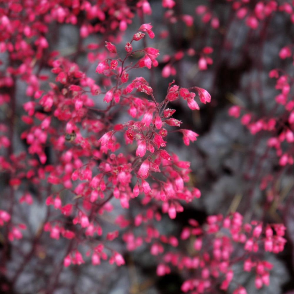 HEUCHERA GLITTER