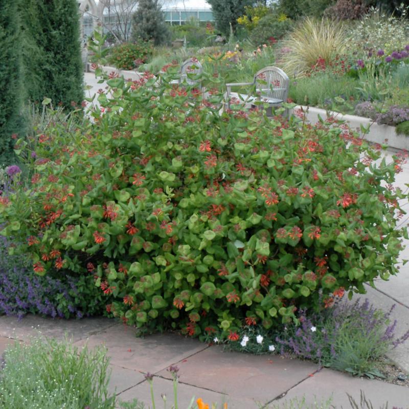 HONEYSUCKLE DROPMORE SCARLET