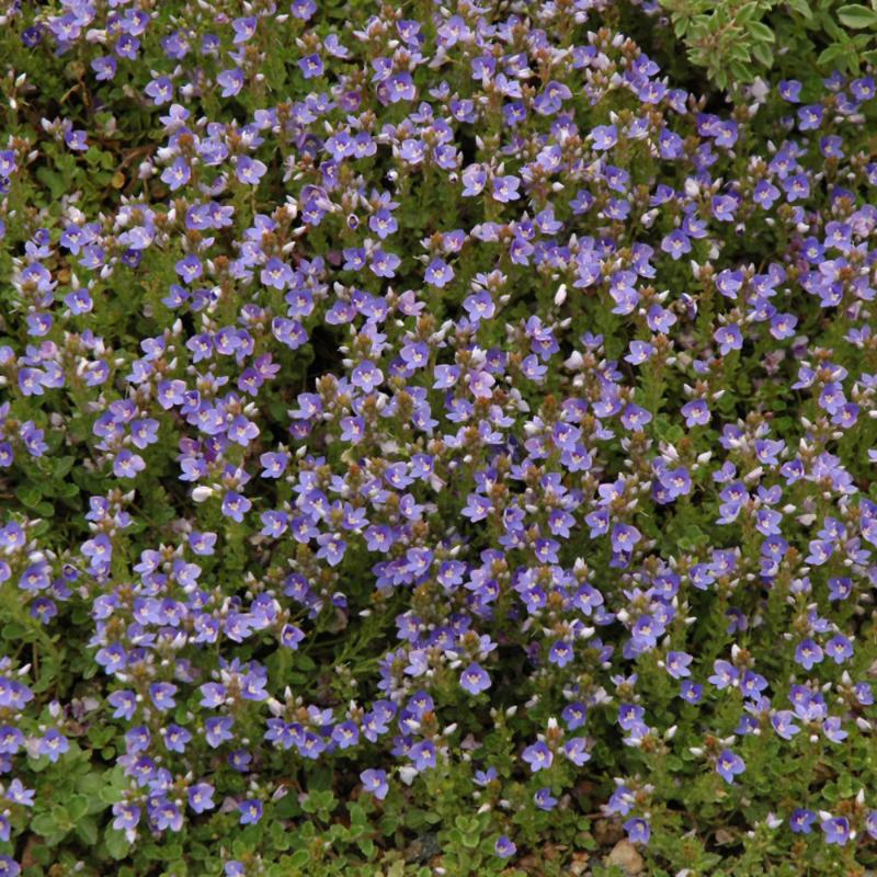 VERONICA LIWANENSIS
