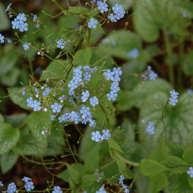 BRUNNERA ALEXANDERS GREAT