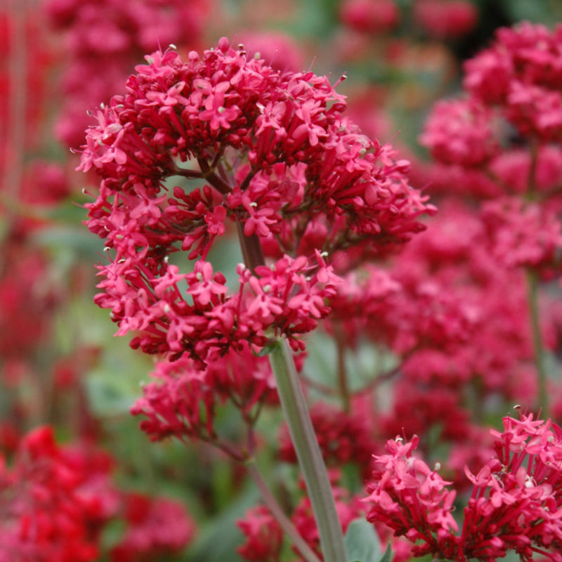CENTRANTHUS RUBER
