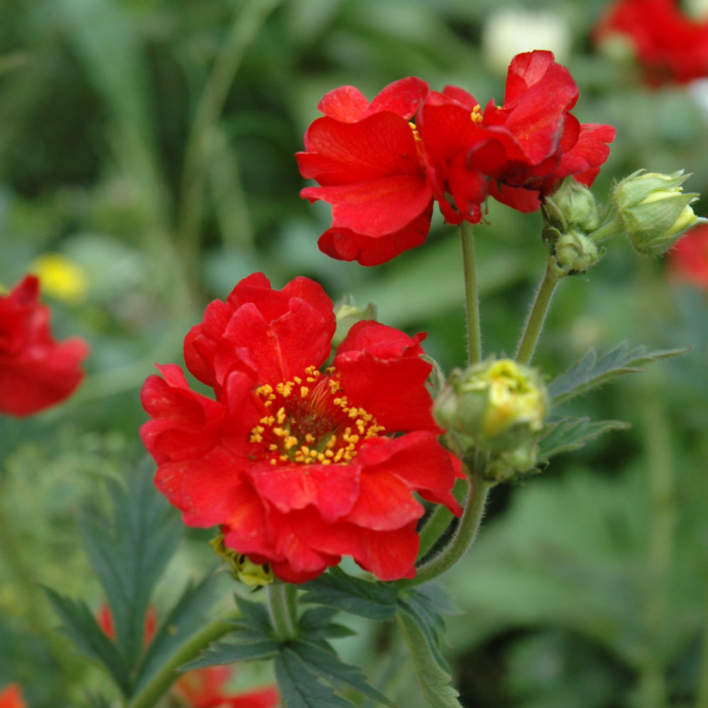 GEUM MRS J. BRADSHAW
