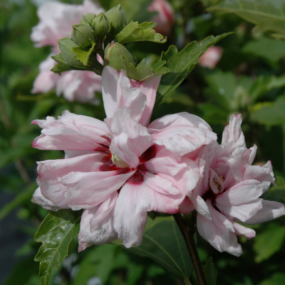 ROSE OF SHARON BLUSHING BRIDE