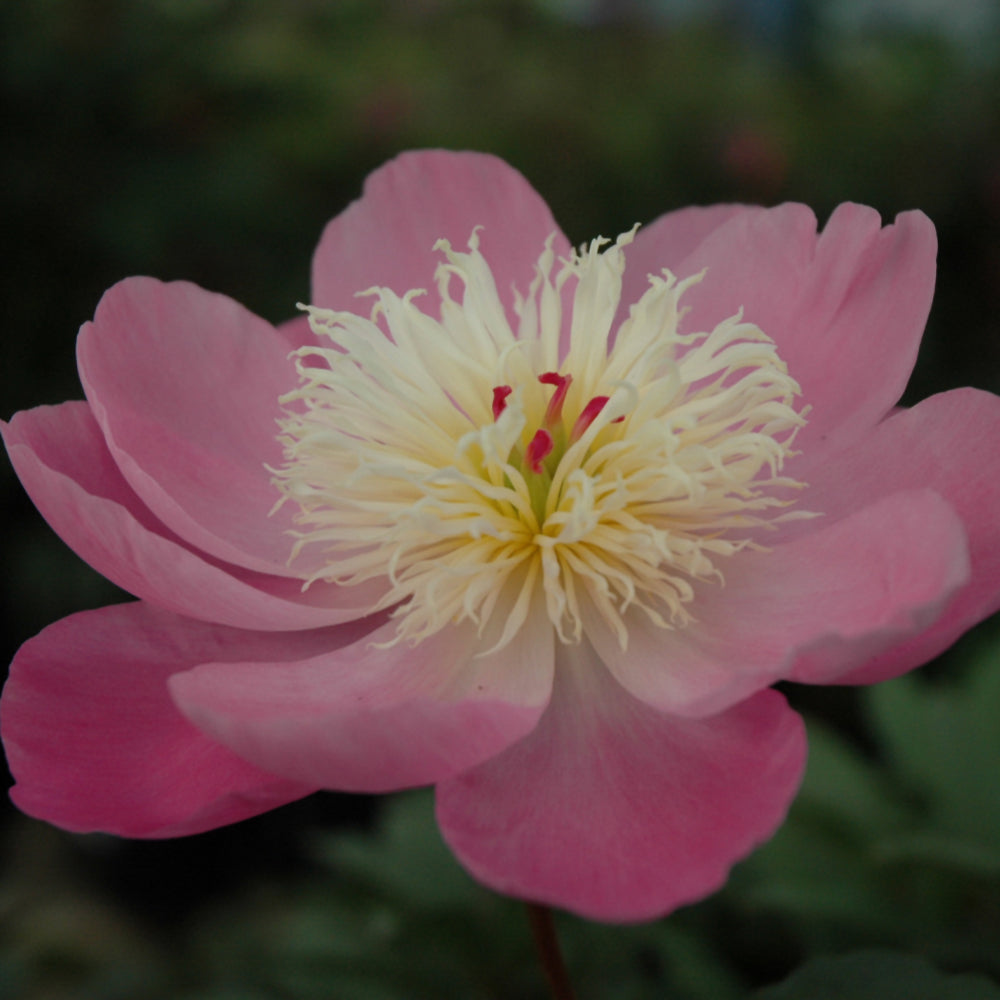 PAEONIA EDULIS SUPERBA