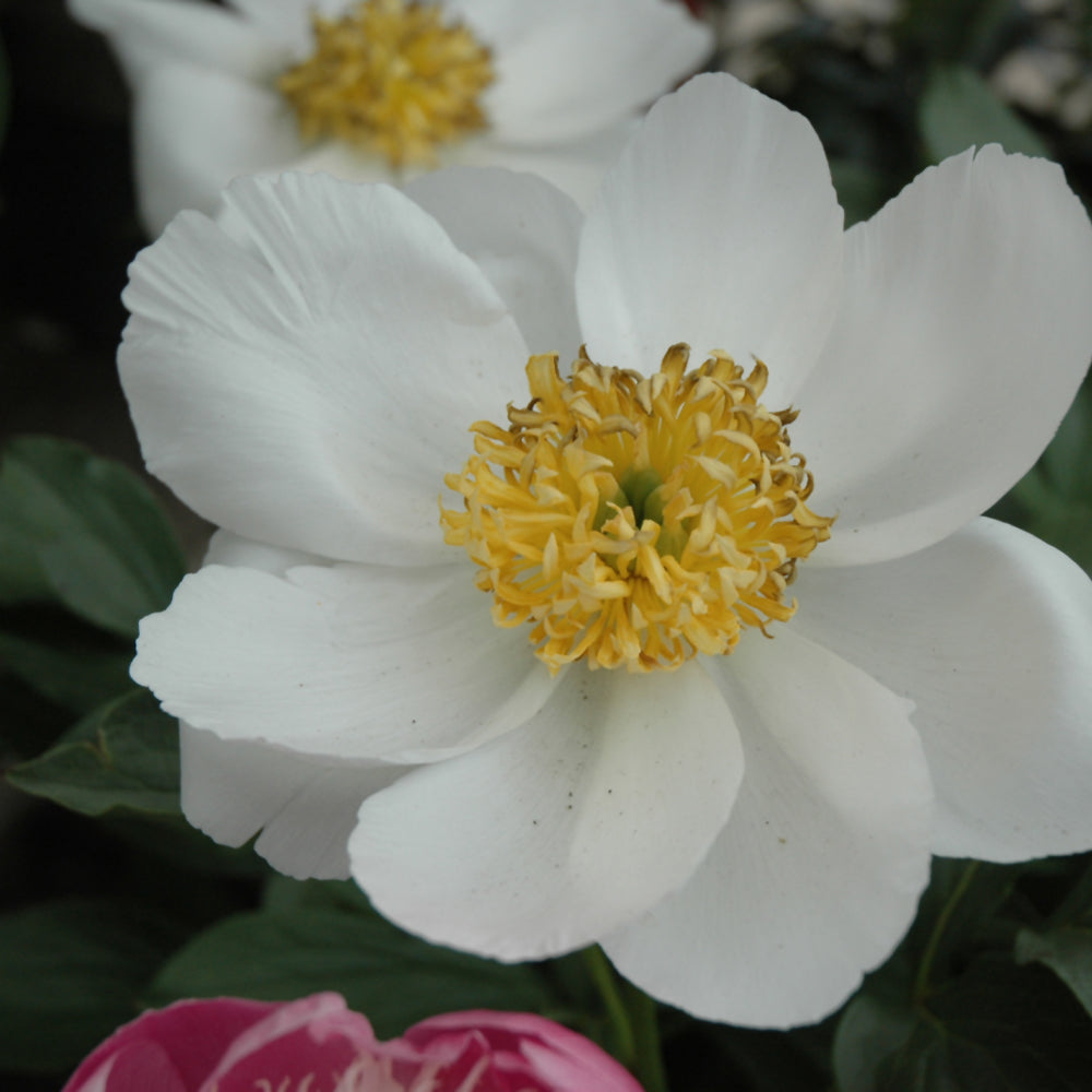PAEONIA JAN VANLEEUWEN