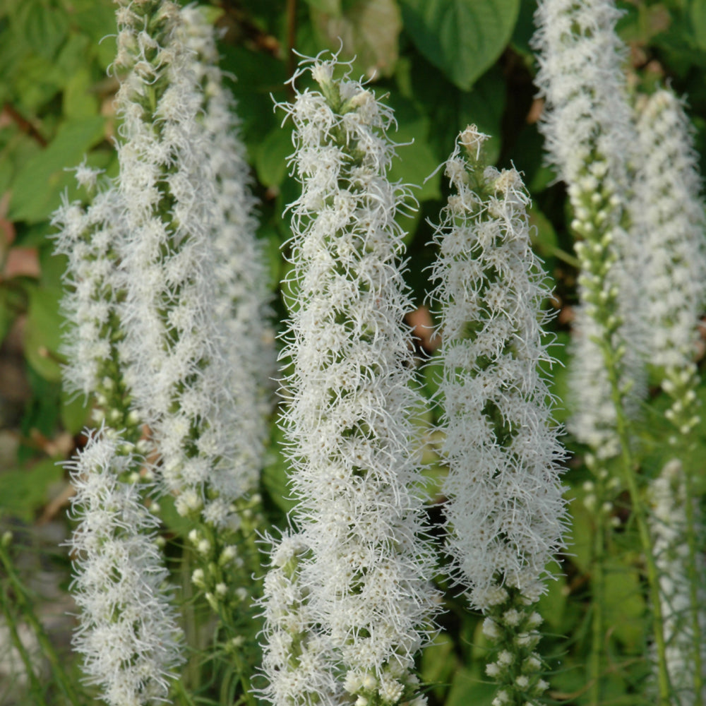 LIATRIS FLORISTAN WHITE