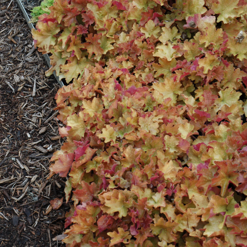 HEUCHERA CARAMEL