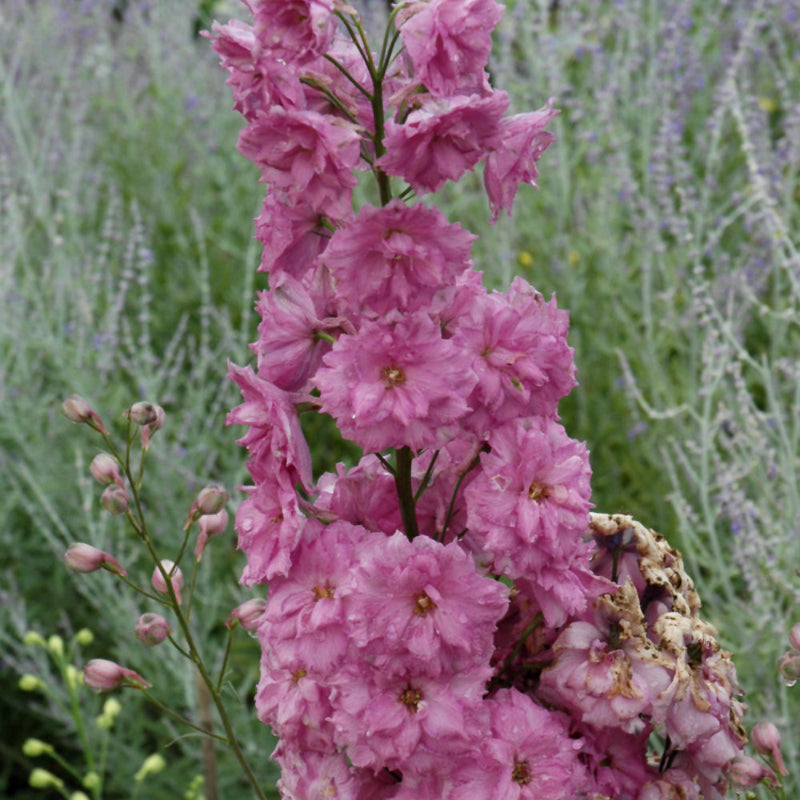 DELPHINIUM PINK PUNCH