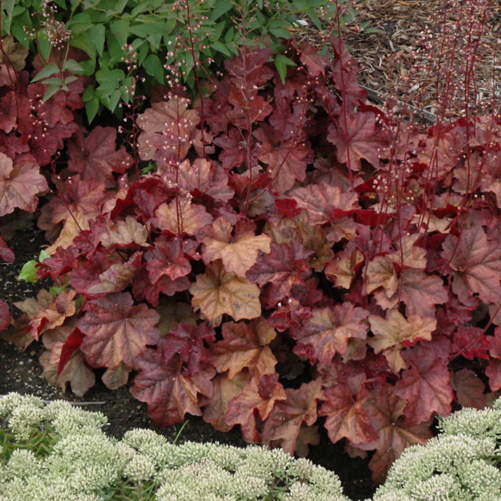 HEUCHERA LAVA LAMP