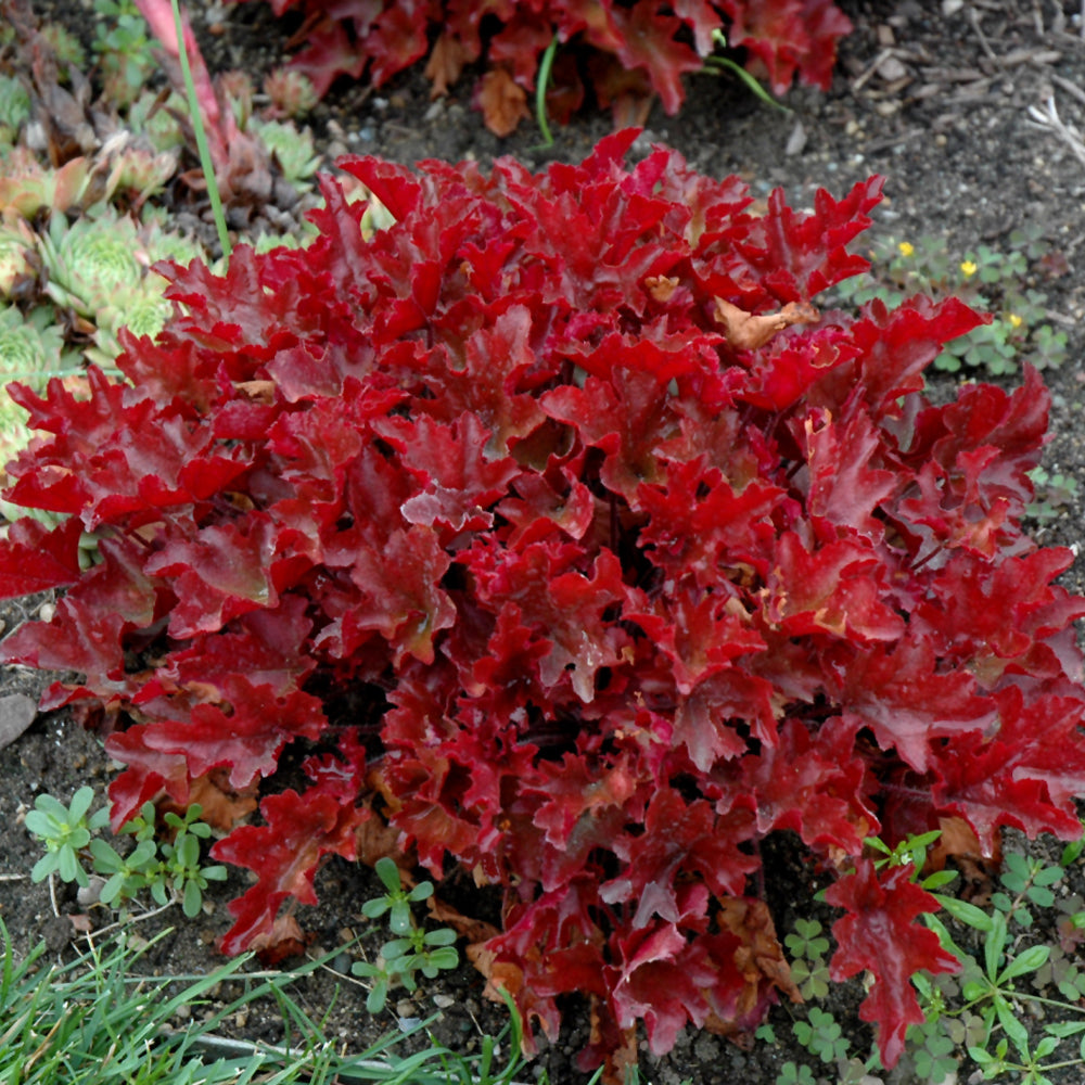 HEUCHERA DOLCE CINNAMON CURLS