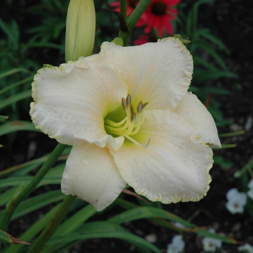 HEMEROCALLIS EARLY SNOW