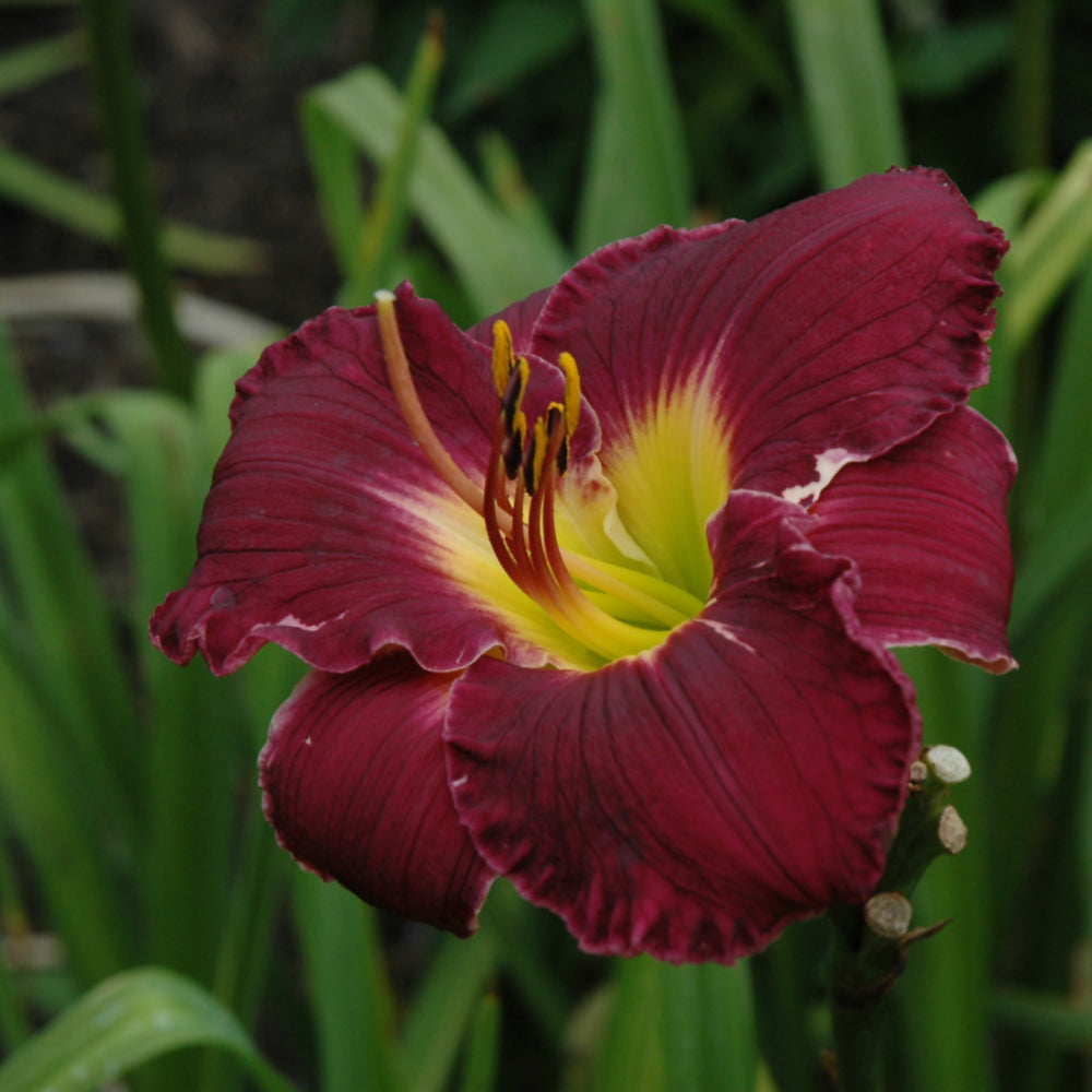 HEMEROCALLIS BELA LUGOSI