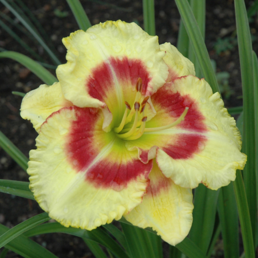 HEMEROCALLIS MONTERREY JACK