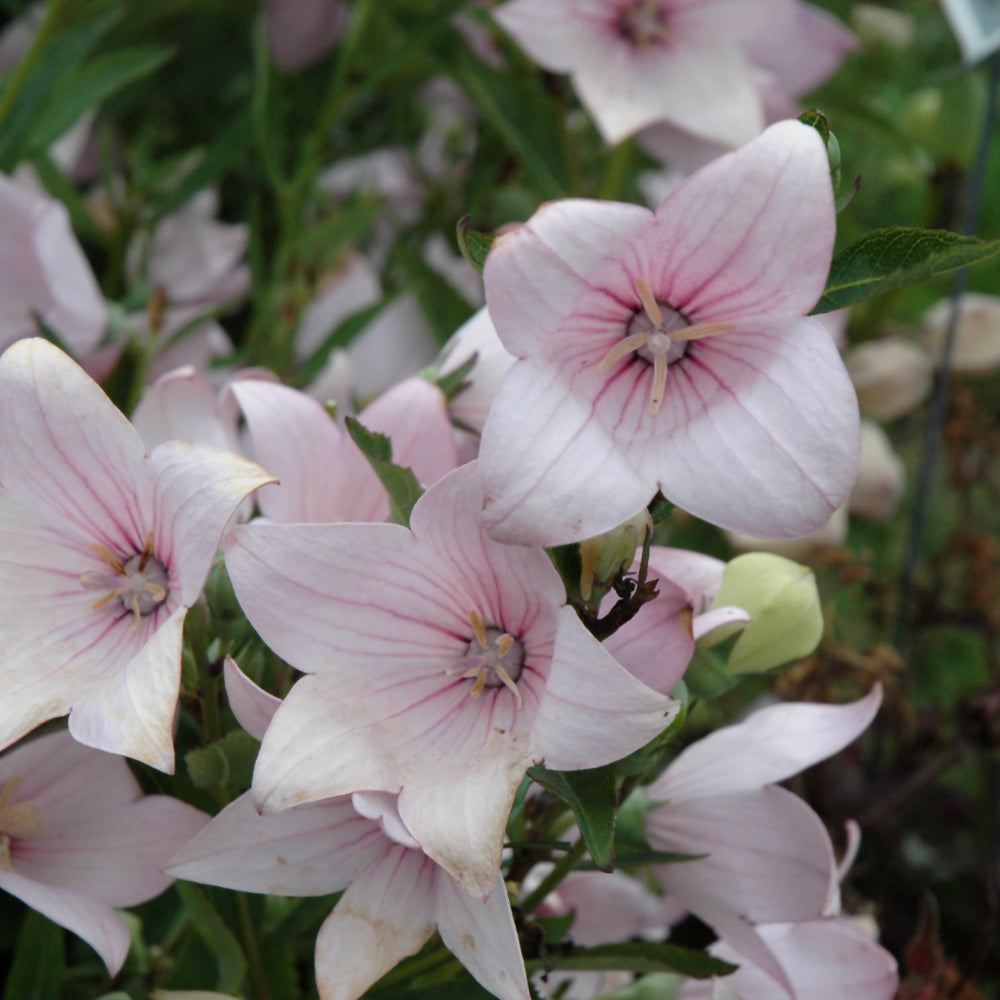 PLATYCODON ASTRA PINK
