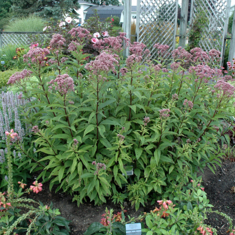 EUPATORIUM BABY JOE
