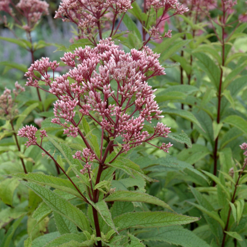 EUPATORIUM BABY JOE