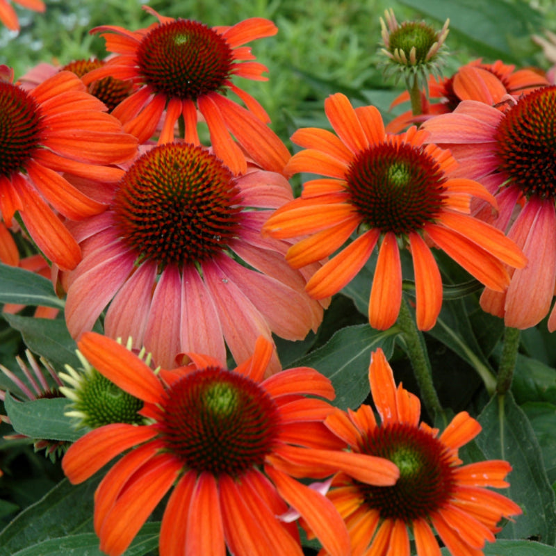 ECHINACEA JULIA