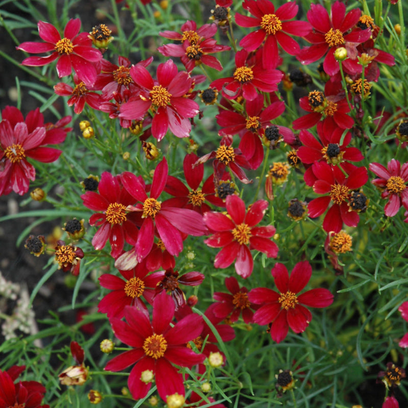 COREOPSIS RED SATIN