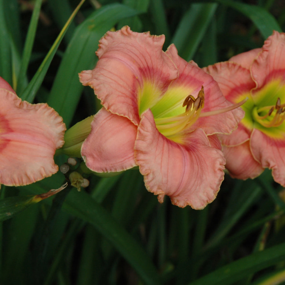 HEMEROCALLIS ELEGANT CANDY