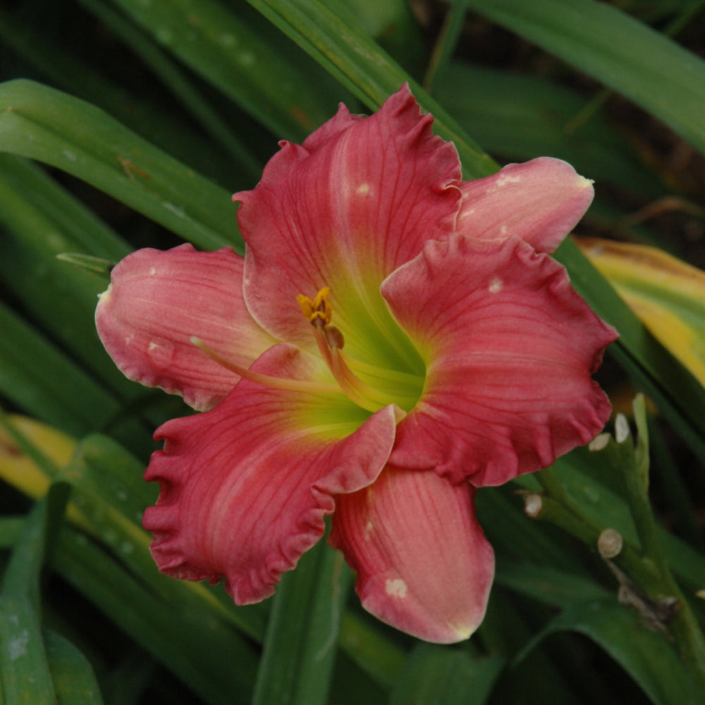 HEMEROCALLIS PASSIONATE RETURNS