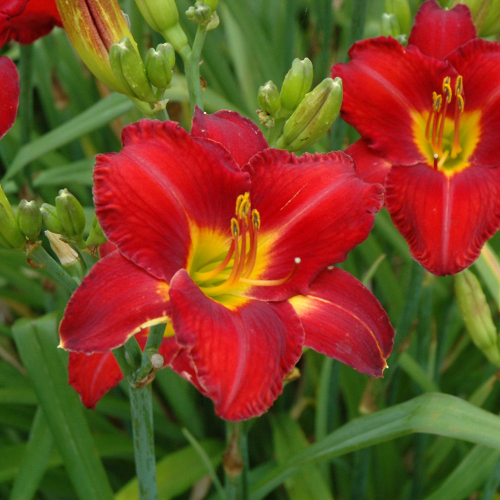 HEMEROCALLIS CHICAGO APACHE