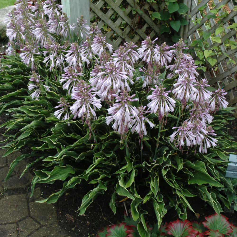 HOSTA PRAYING HANDS