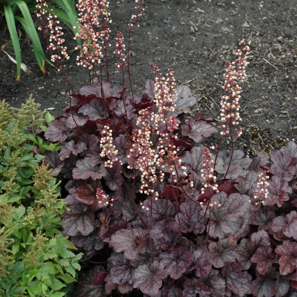 HEUCHERA GRAPE EXPECTATIONS