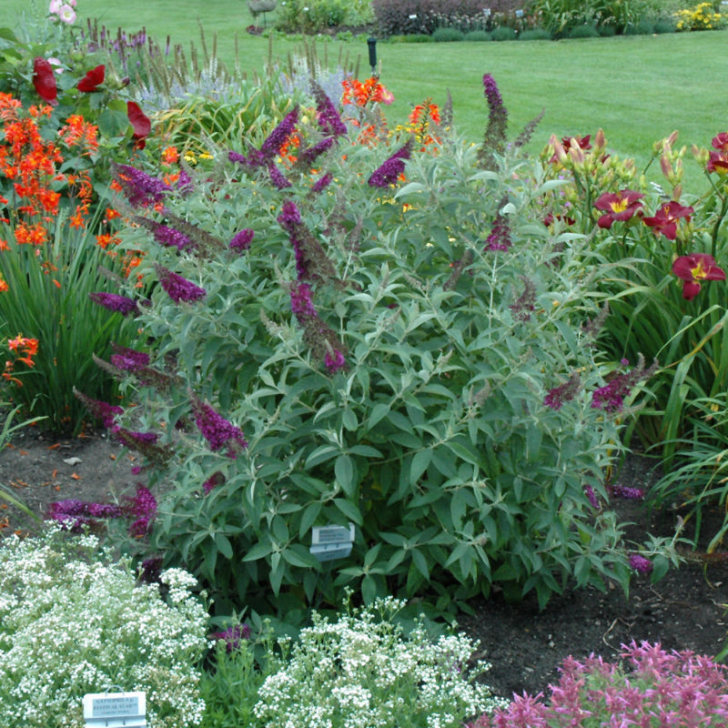 BUDDLEIA MONARCH DARK DYNASTY
